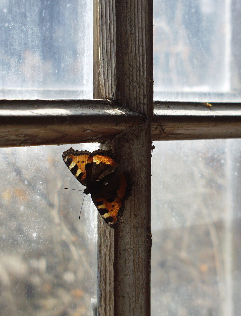 Yksinäinen perhonen ikkunaruudussa. Ikkunan puitteet muodostavat ristin.